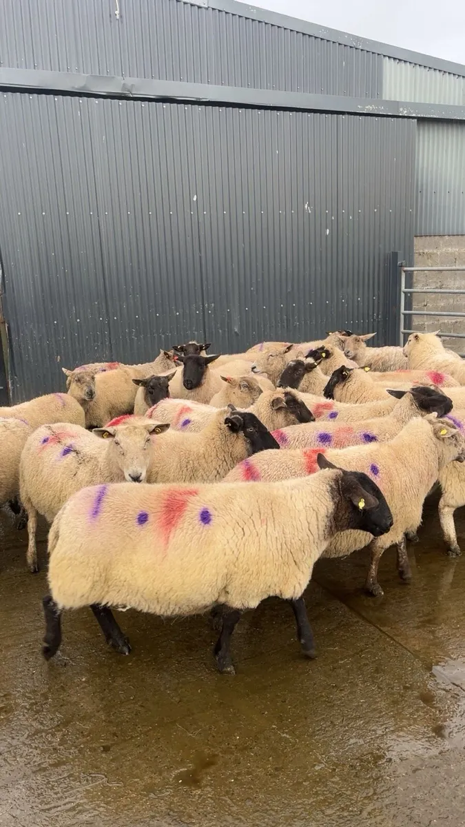 Ewes in lamb - Image 4