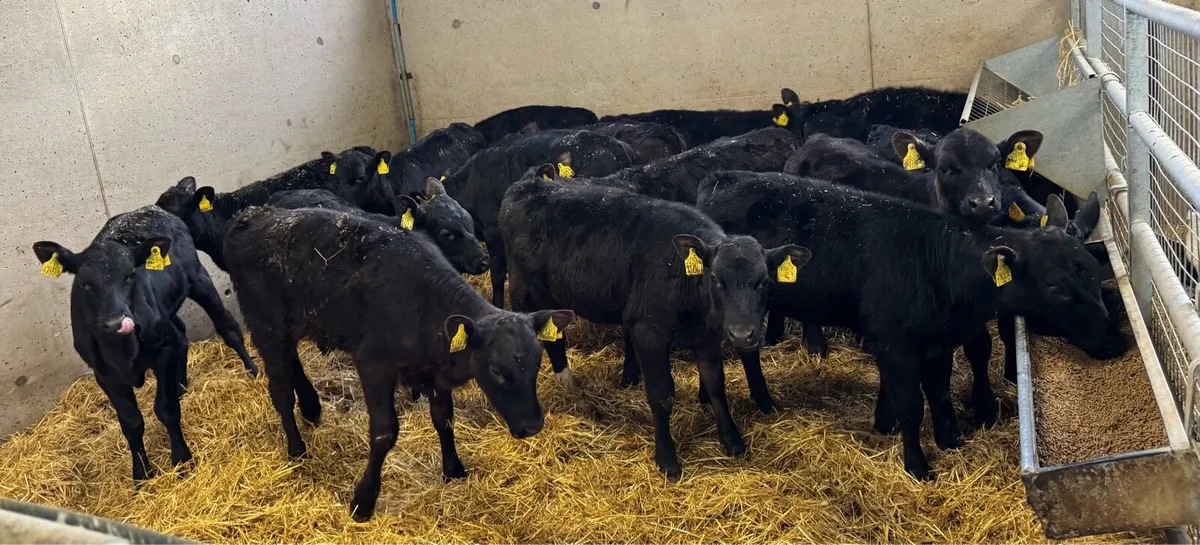 15 AA Heifers - Image 2