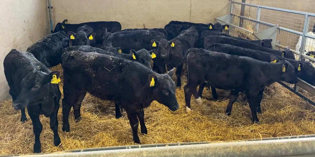 15 AA Heifers - Image 3