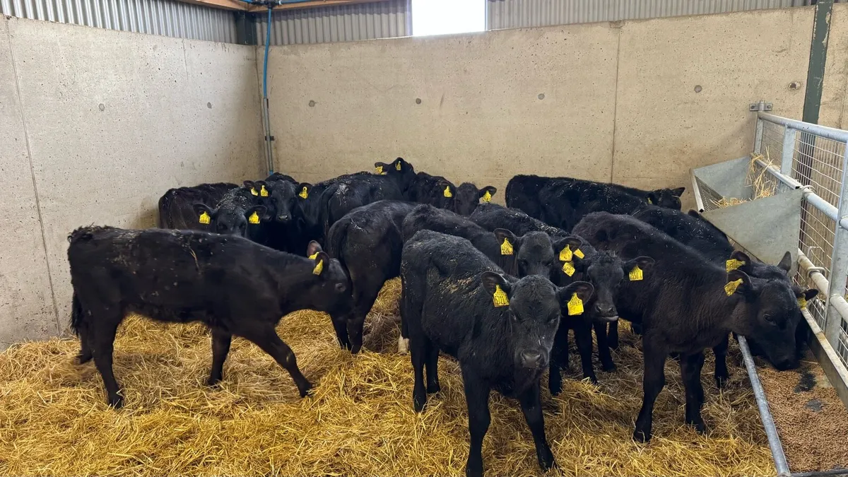 15 AA Heifers - Image 4