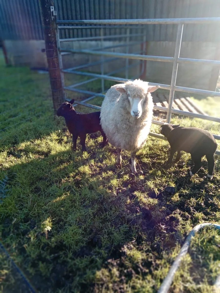Dorset X ewe with 2 lambs - Image 1