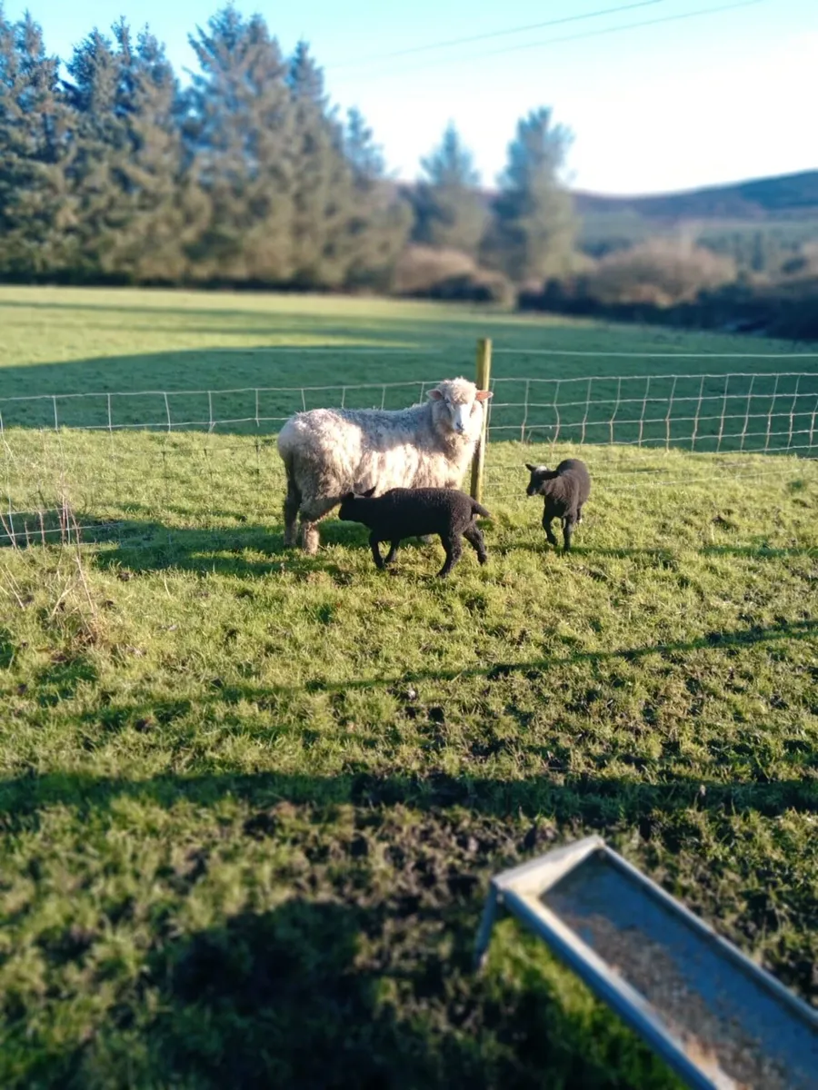 Dorset X ewe with 2 lambs - Image 2