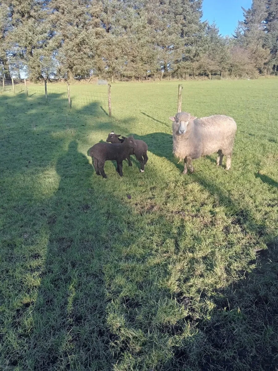 Dorset X ewe with 2 lambs - Image 3