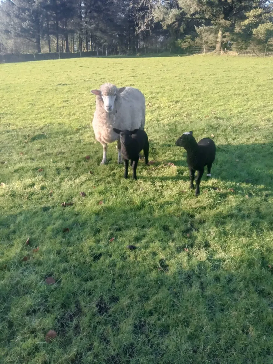 Dorset X ewe with 2 lambs - Image 4