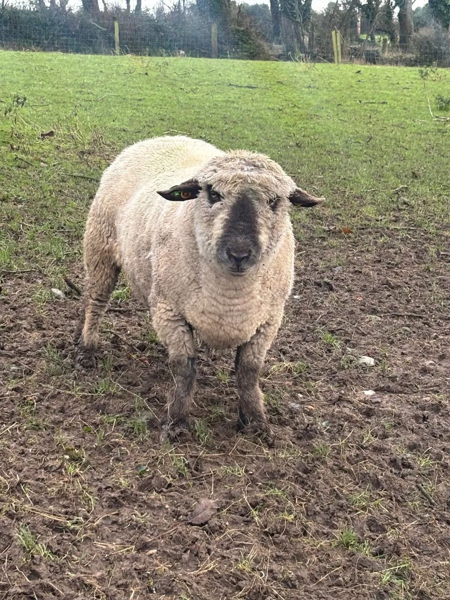 Hampshire down ram PBR - Image 1