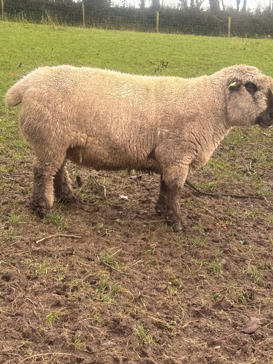 Hampshire down ram PBR - Image 2