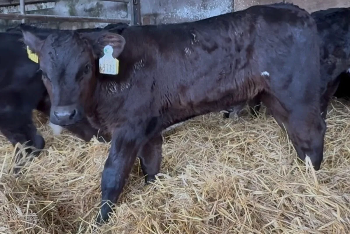 20 serious Lim and AA bull calves - Image 1