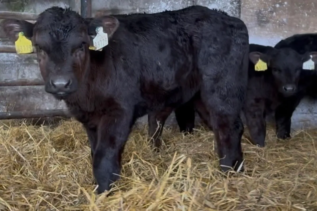 20 serious Lim and AA bull calves - Image 4