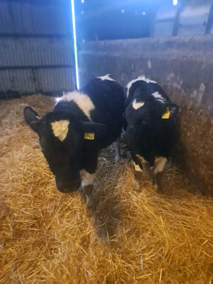 British fresian bullocks - Image 1