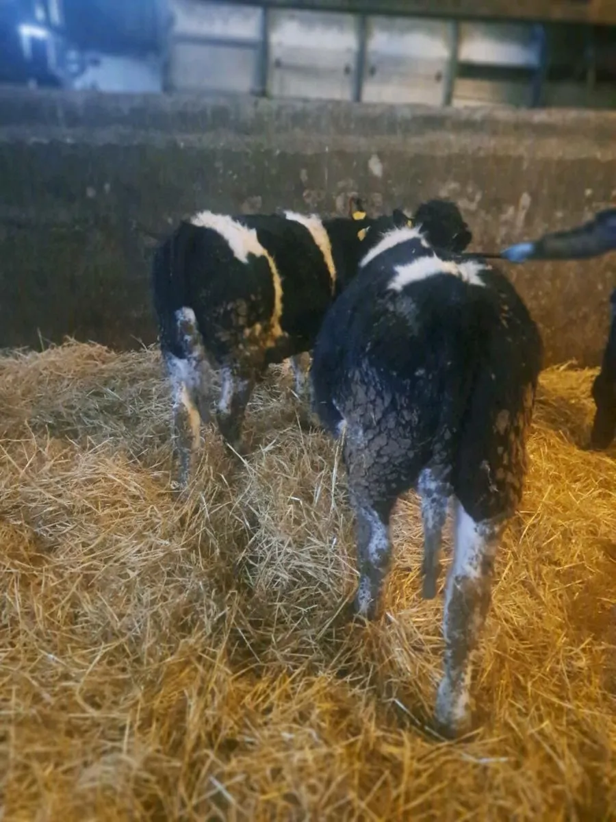 British fresian bullocks - Image 2