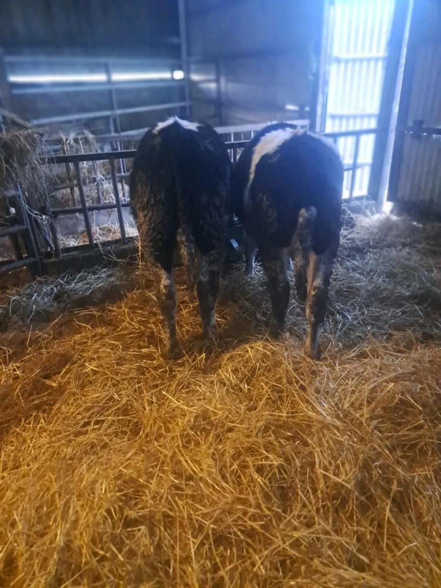 British fresian bullocks - Image 3