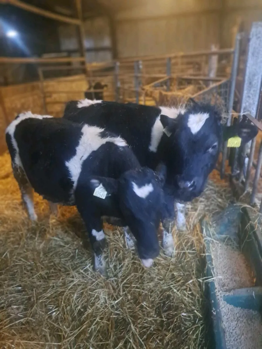 British fresian bullocks - Image 4