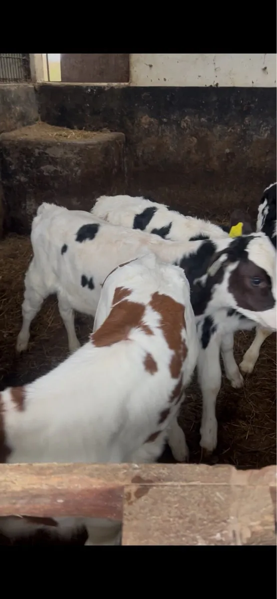 4 Bull calves - Image 1