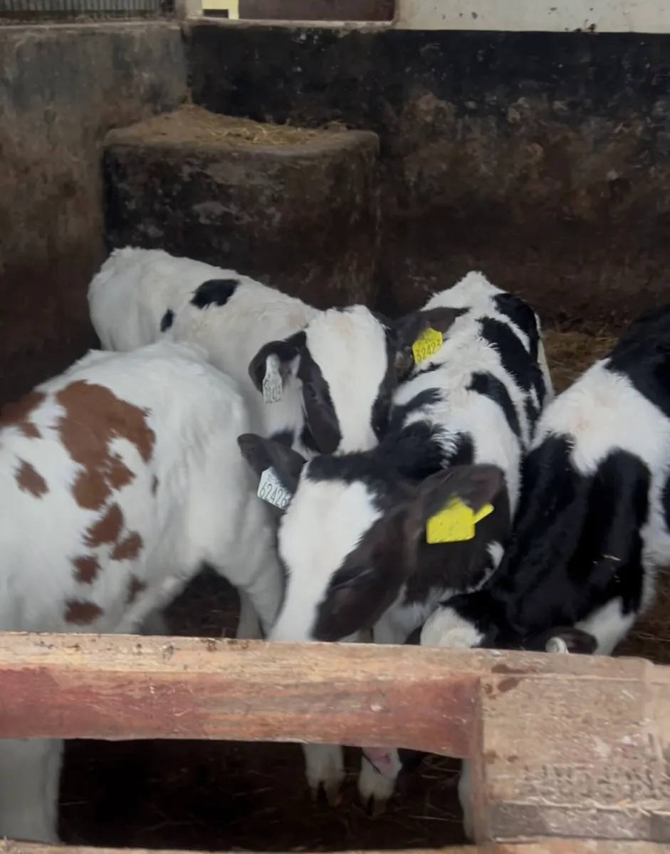 4 Bull calves - Image 2