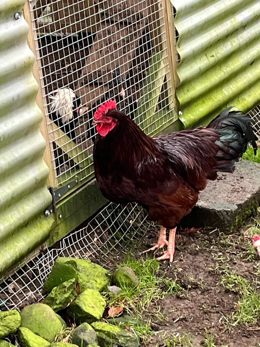 ROOSTERS … Rhode purebred - Image 1