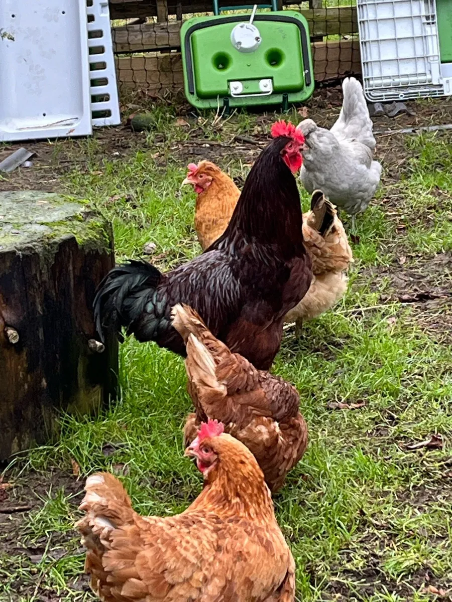 ROOSTERS … Rhode purebred - Image 2