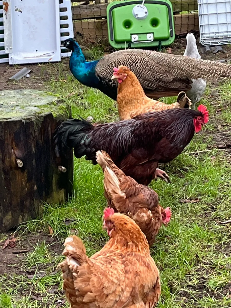 ROOSTERS … Rhode purebred - Image 3