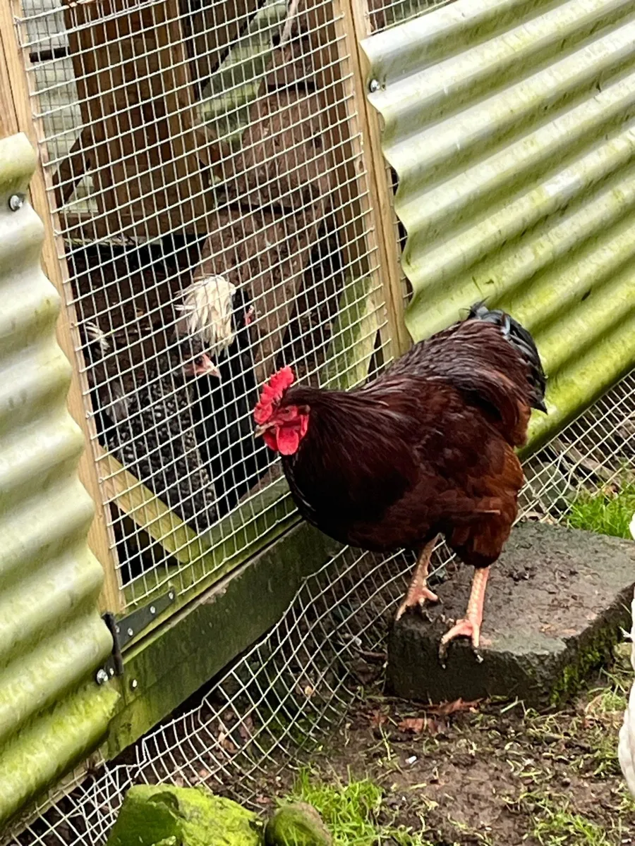 ROOSTERS … Rhode purebred - Image 4
