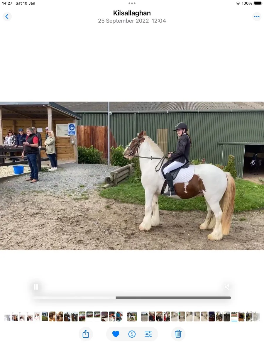 15”2 heavy coloured cob - Image 1