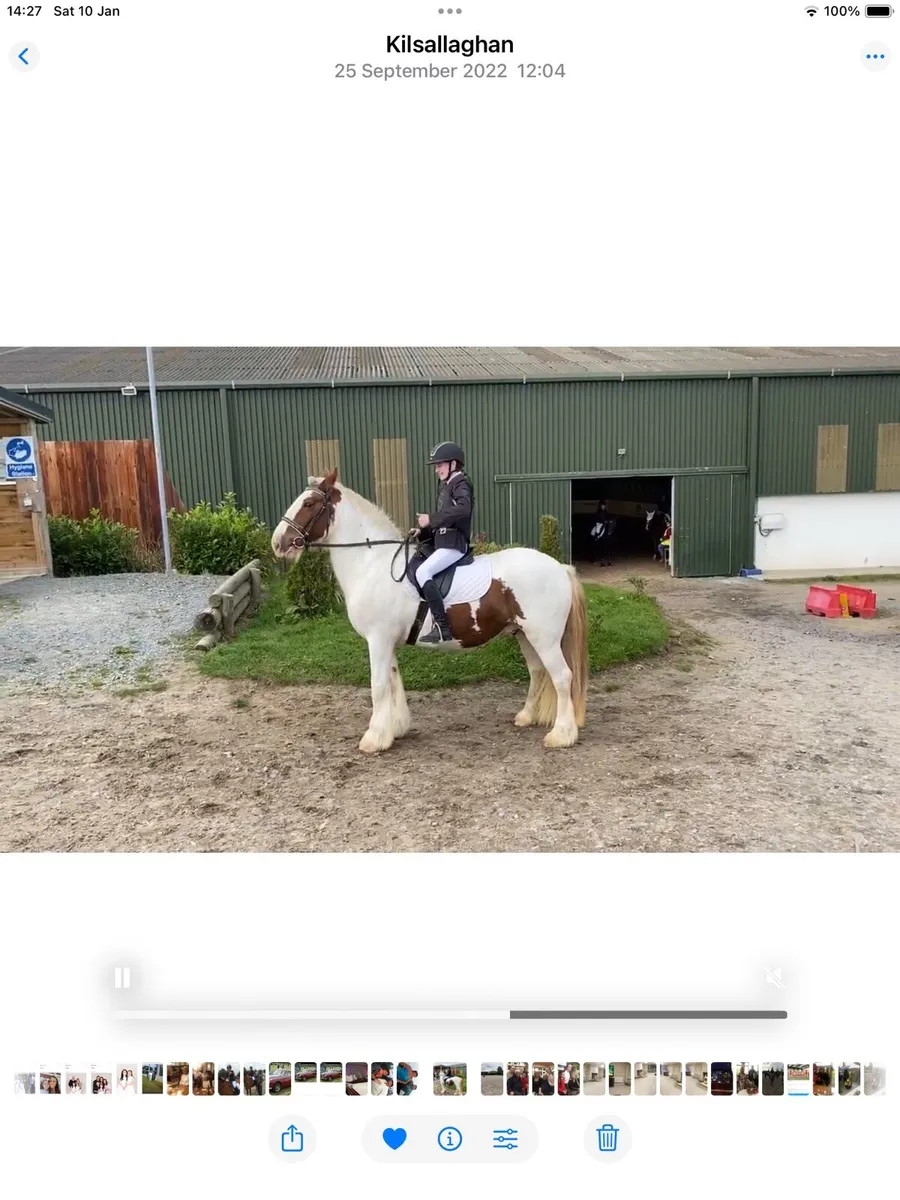 15”2 heavy coloured cob - Image 2