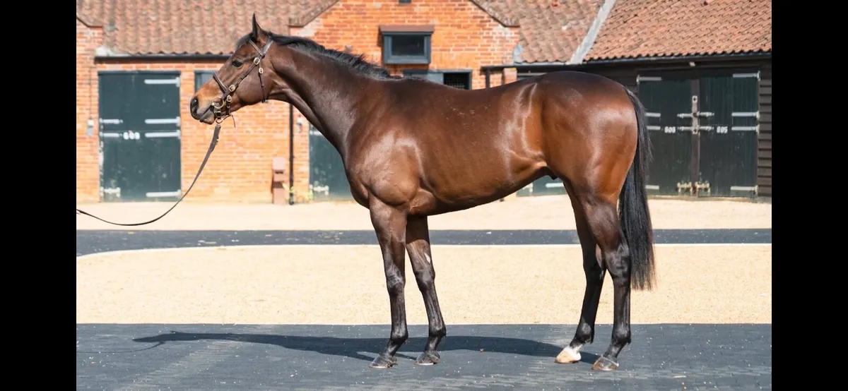 Breaking / Pre- Training/ Rehabilitation - Image 3