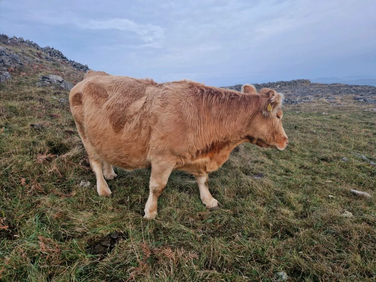 Cow - Image 1
