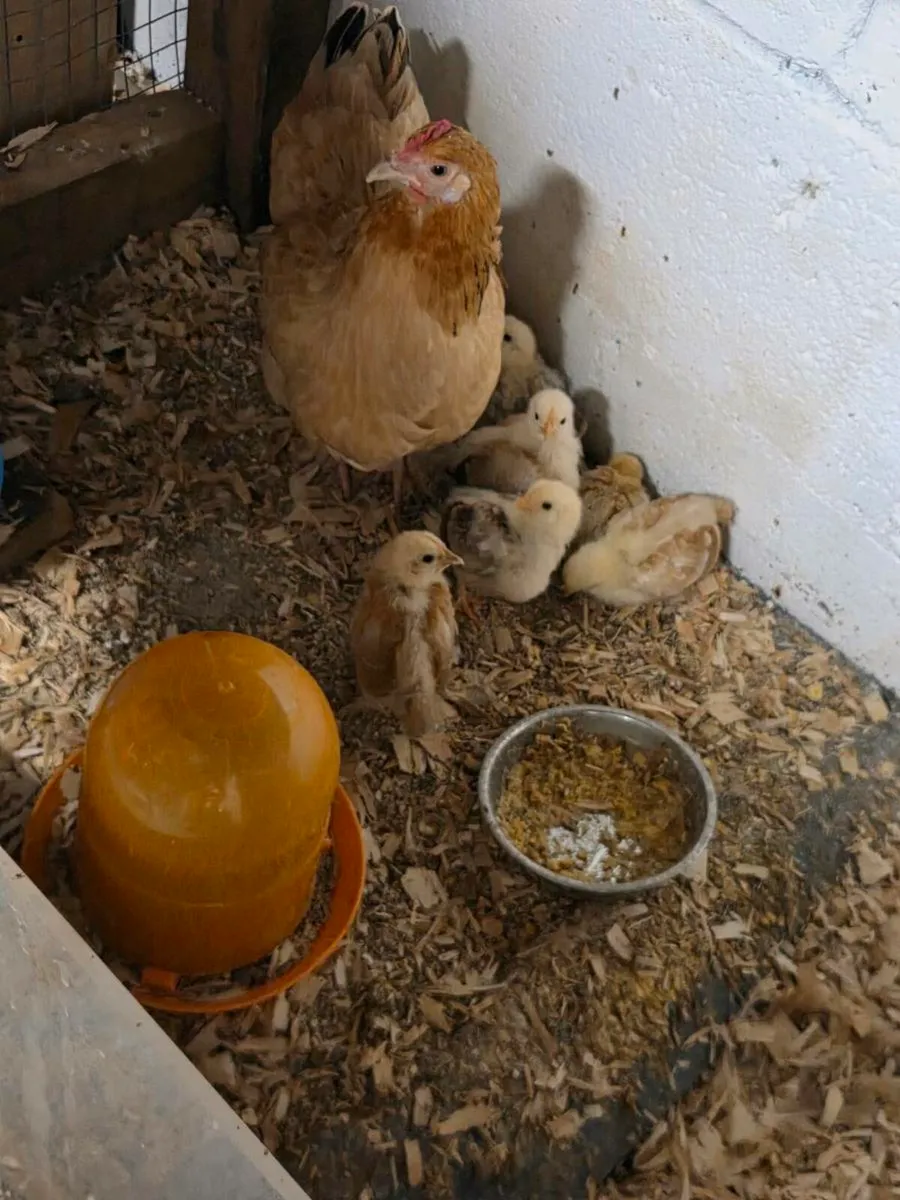 Hens,chickens - Image 1