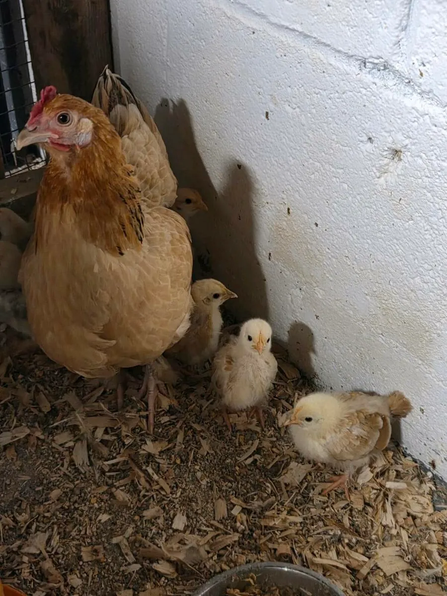 Hens,chickens - Image 2