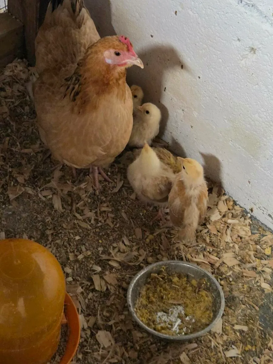 Hens,chickens - Image 3