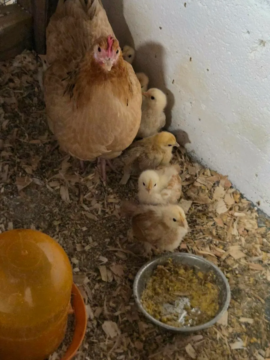 Hens,chickens - Image 4