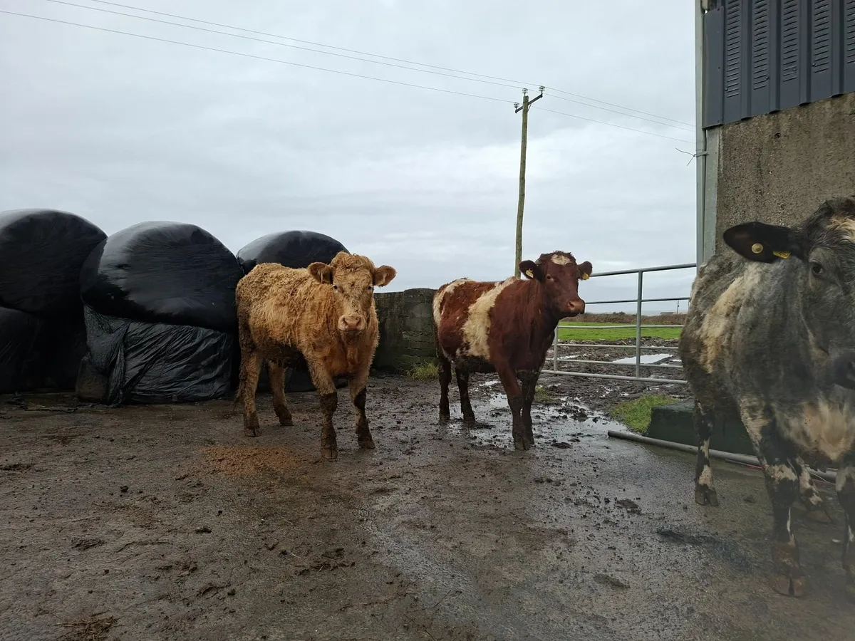 Sucklers Springers - Image 2