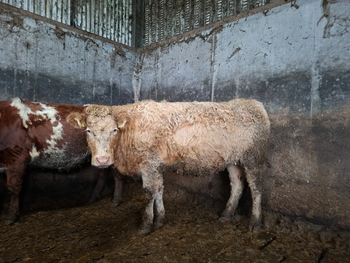 Sucklers Springers - Image 1