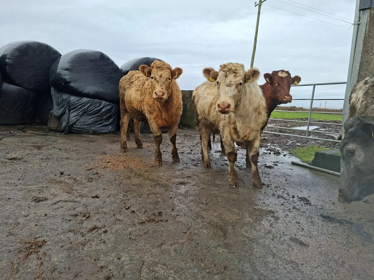 Sucklers Springers - Image 4