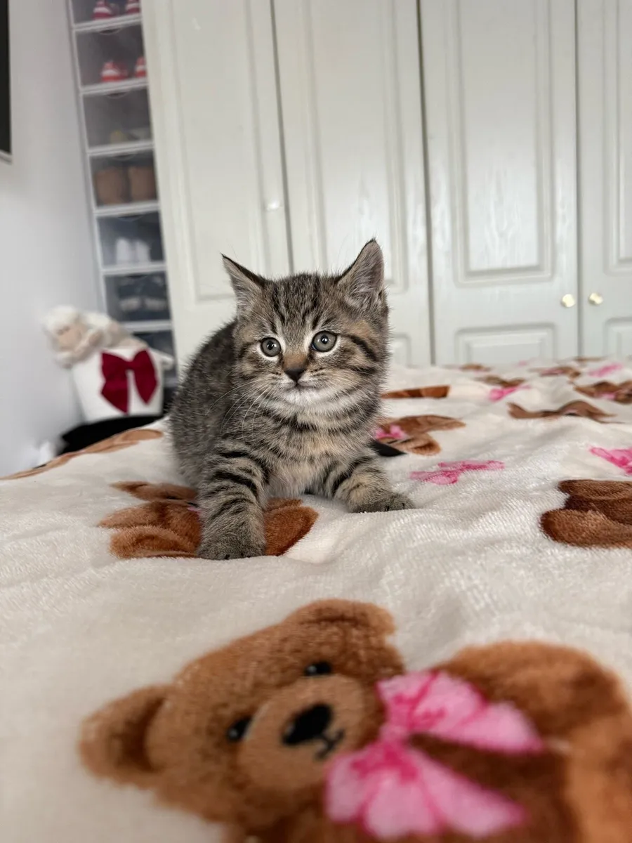 British Shorthair Cross Kittens - Image 3