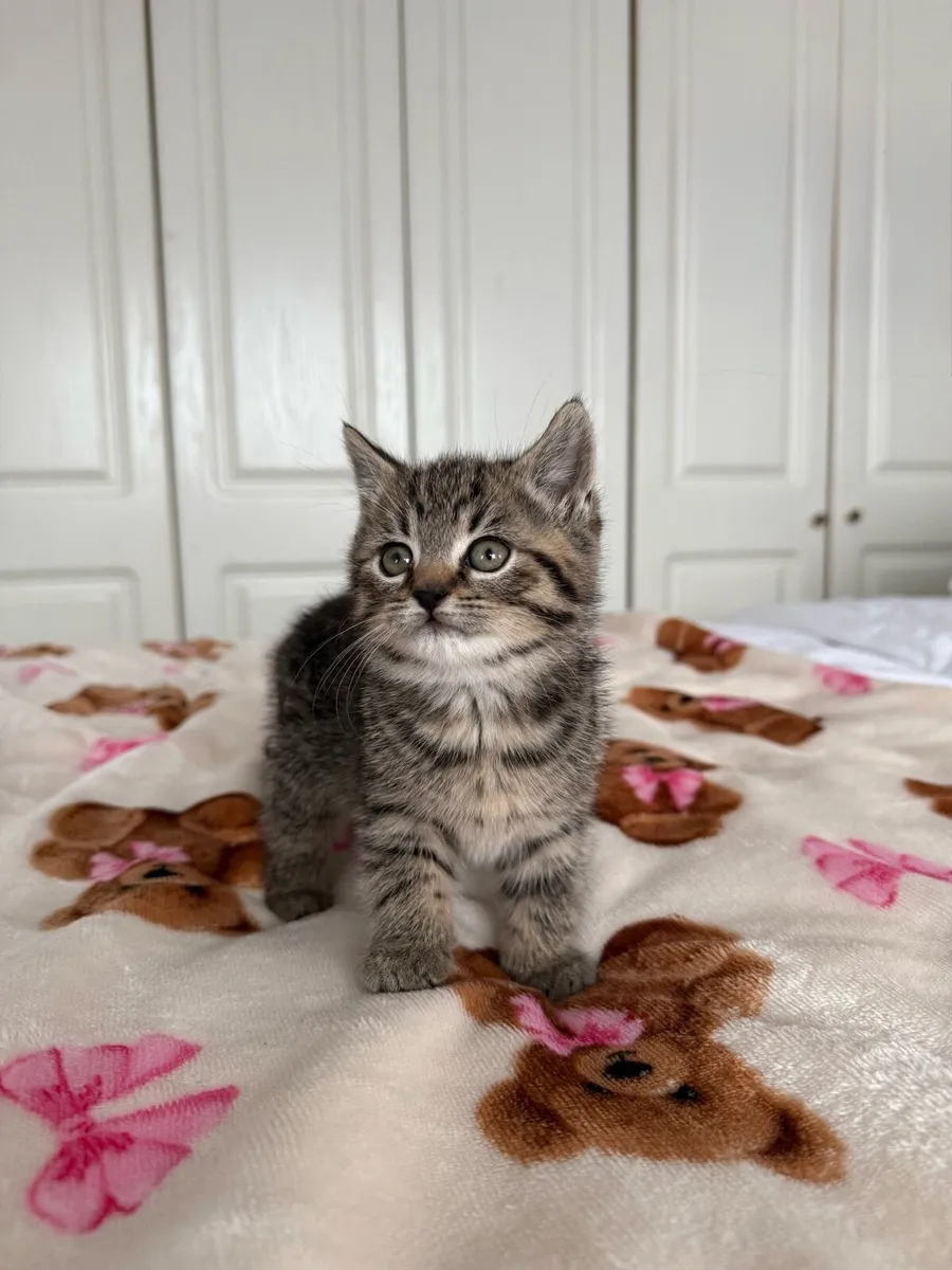 British Shorthair Cross Kittens - Image 4
