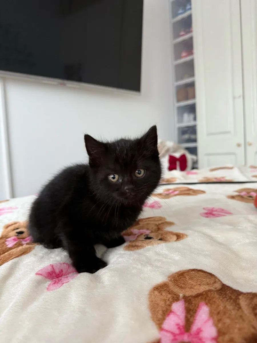 British Shorthair Cross Kittens - Image 4