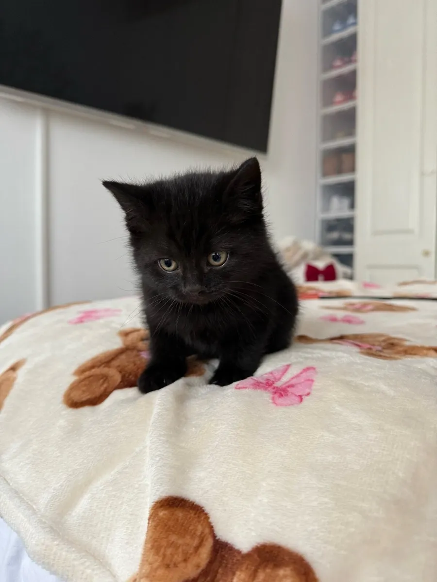 British Shorthair Cross Kittens - Image 3