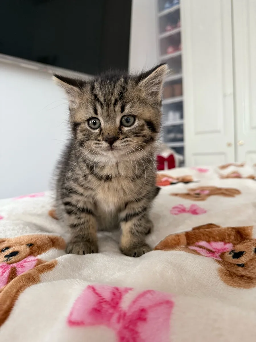 British Shorthair Cross Kittens - Image 2
