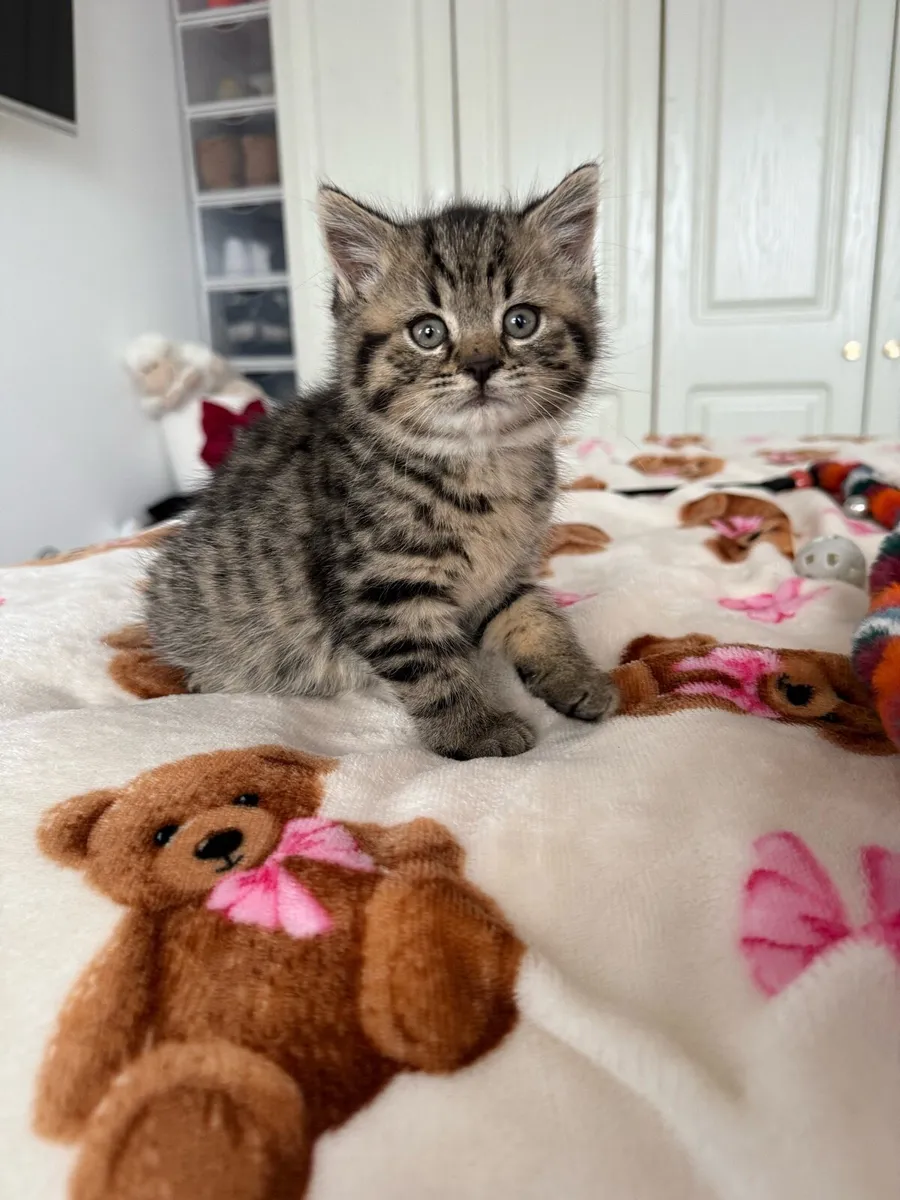 British Shorthair Cross Kittens - Image 1
