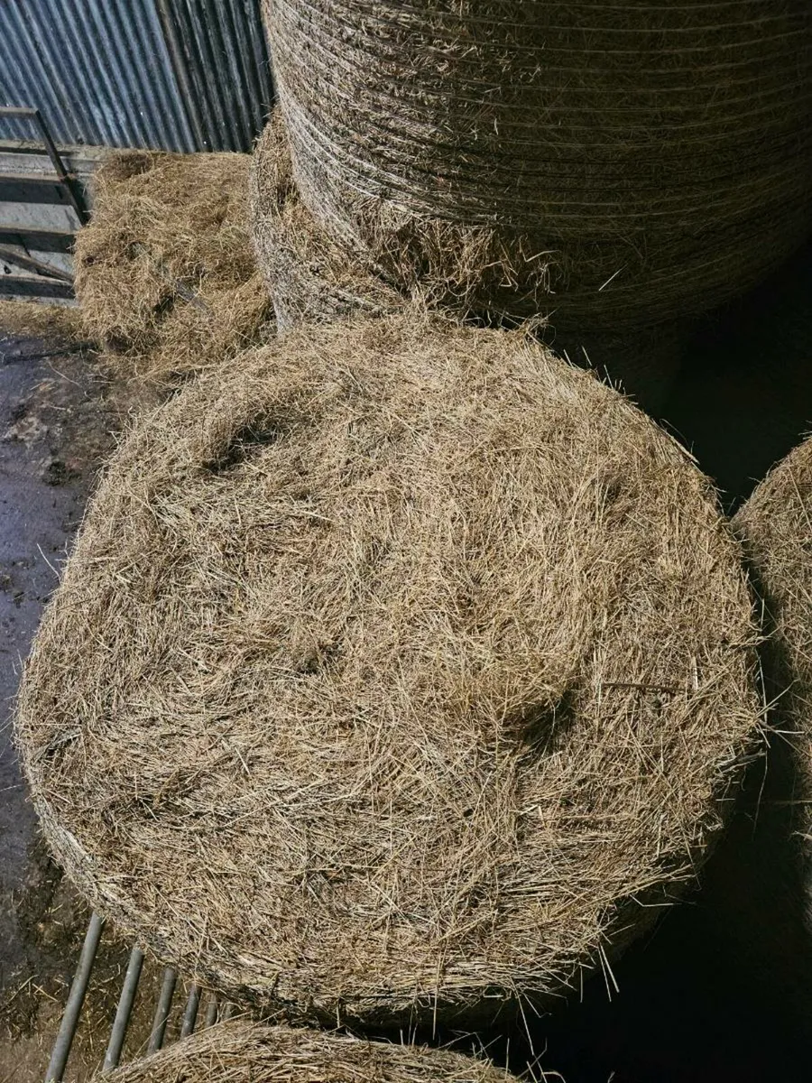 Hay - Image 3