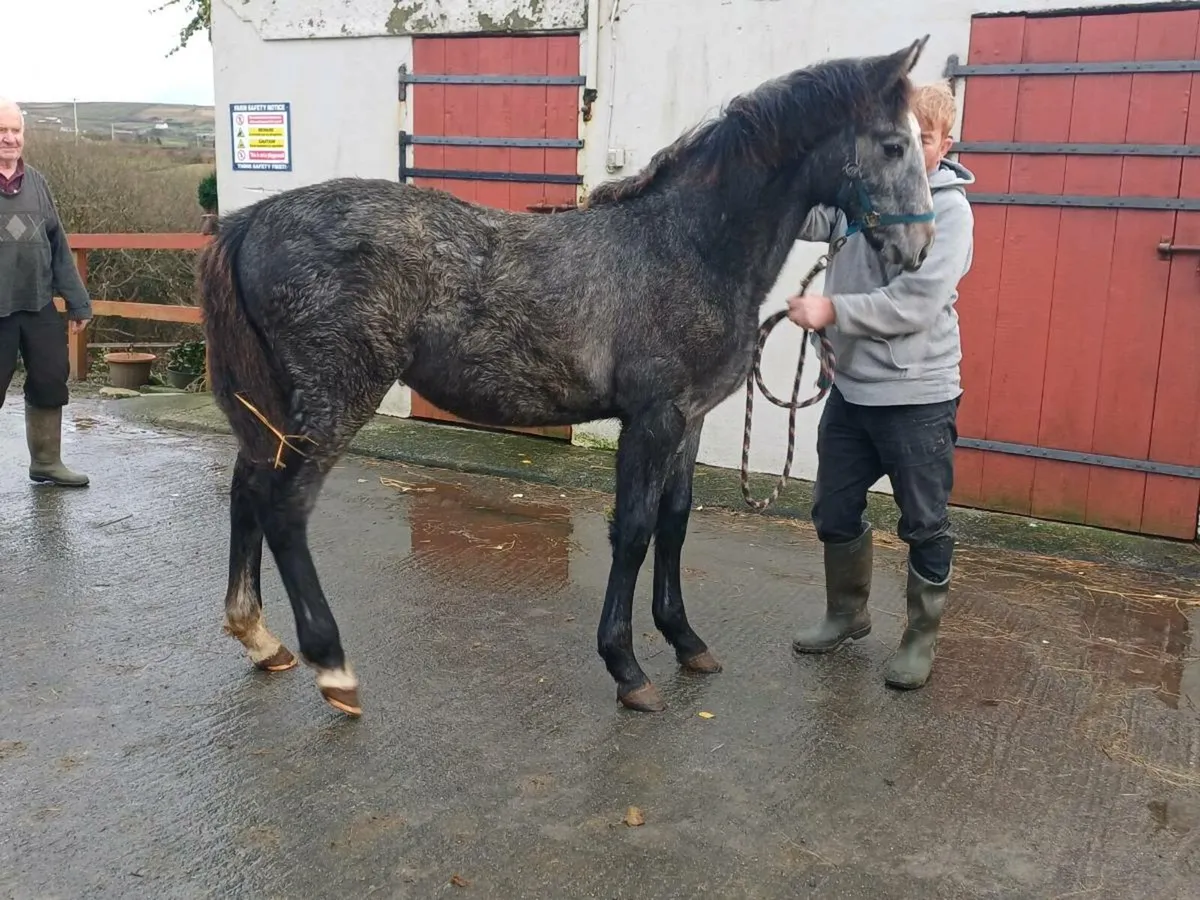 Filly foal - Image 2