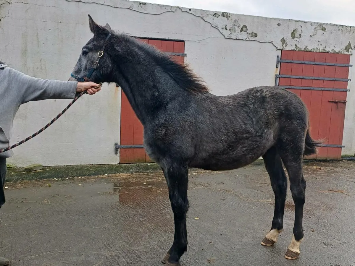 Filly foal - Image 1