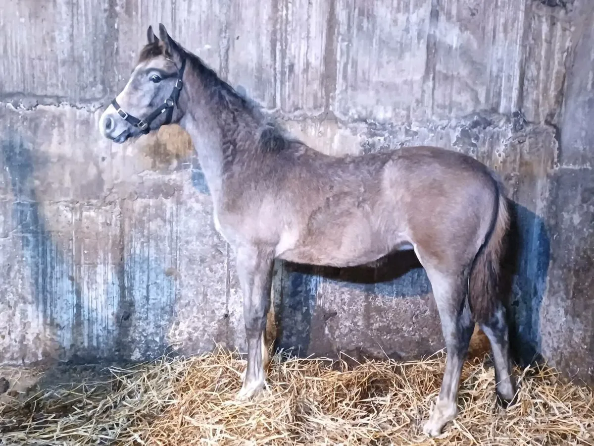Colt foal - Image 1