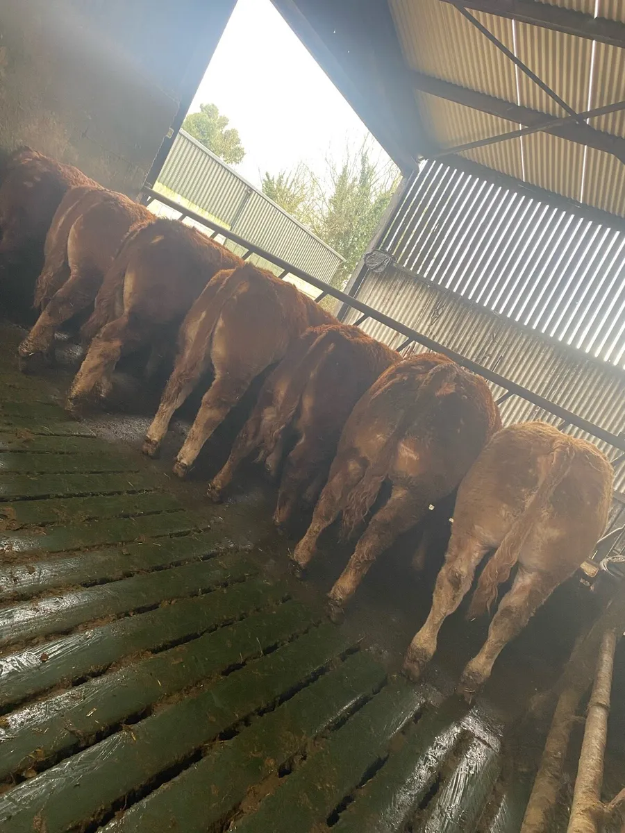 E and u grade limousin bulls - Image 1