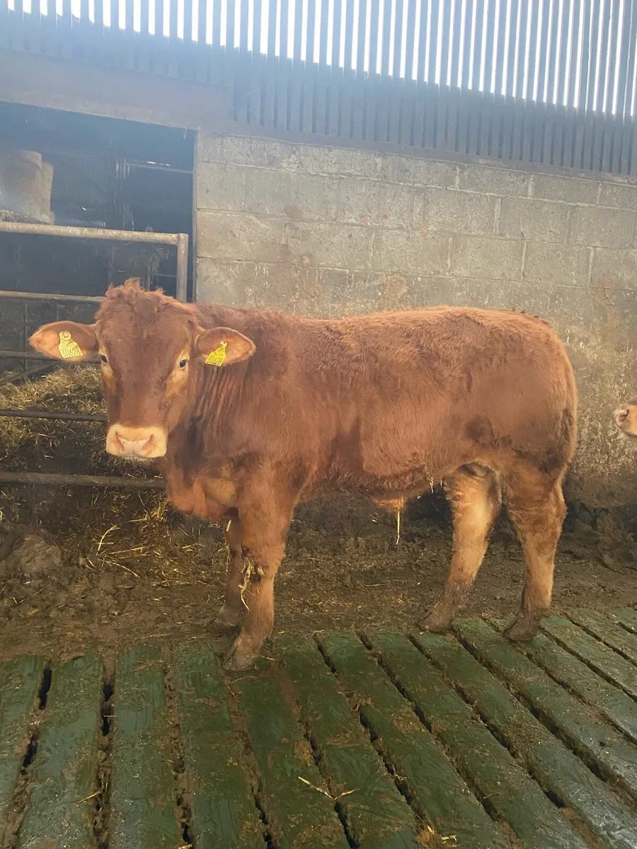 E and u grade limousin bulls - Image 3