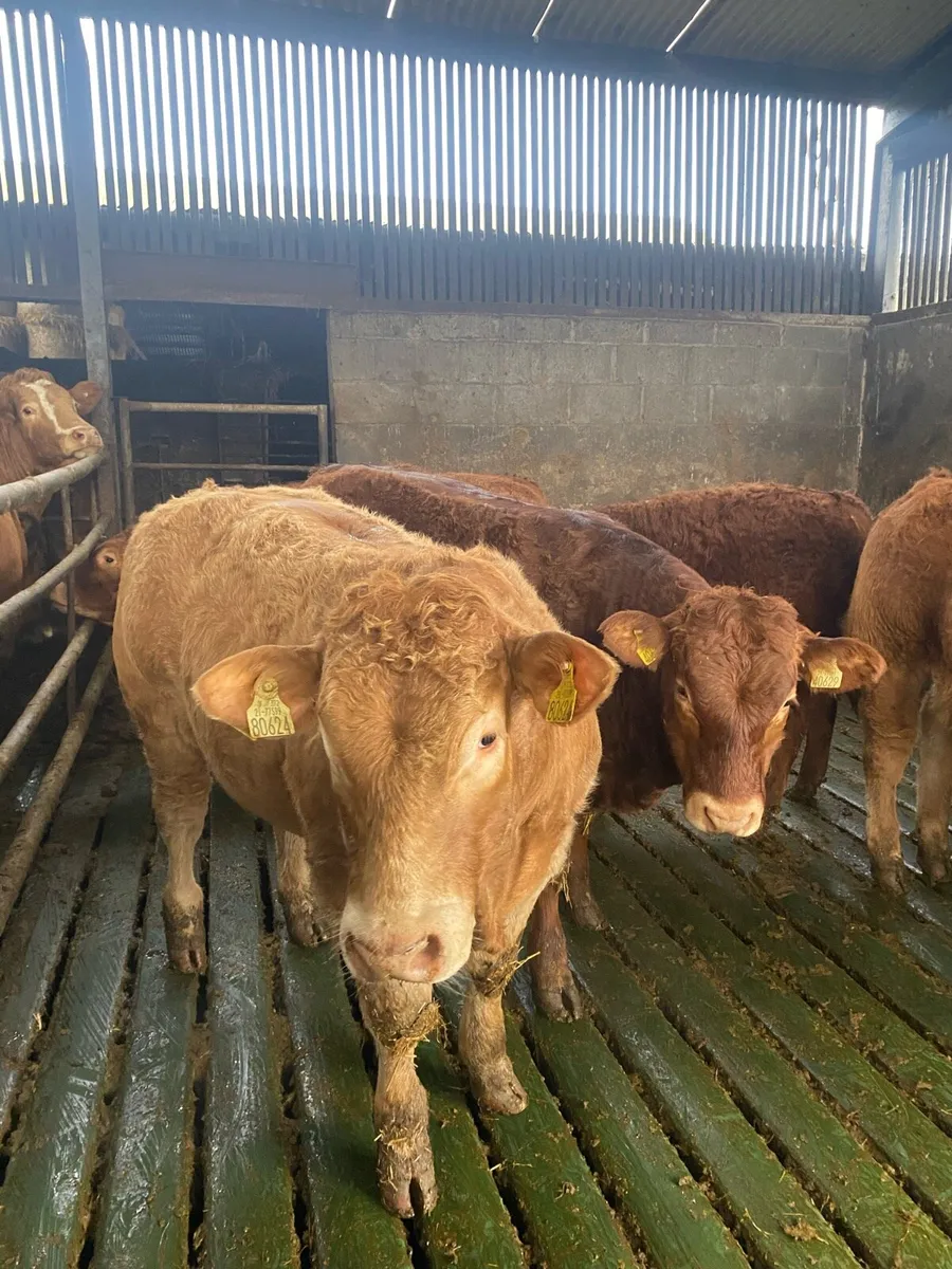 E and u grade limousin bulls - Image 4