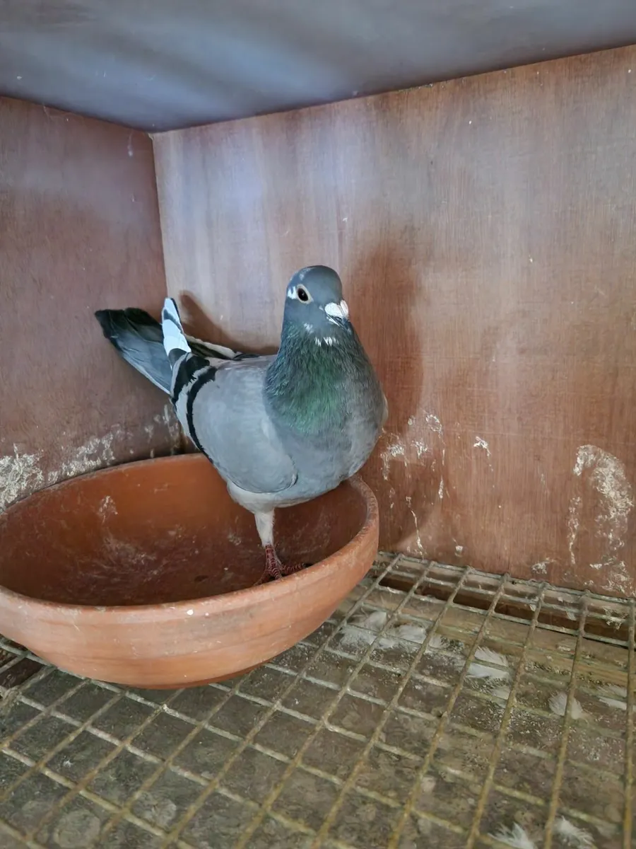Pigeons - Image 2
