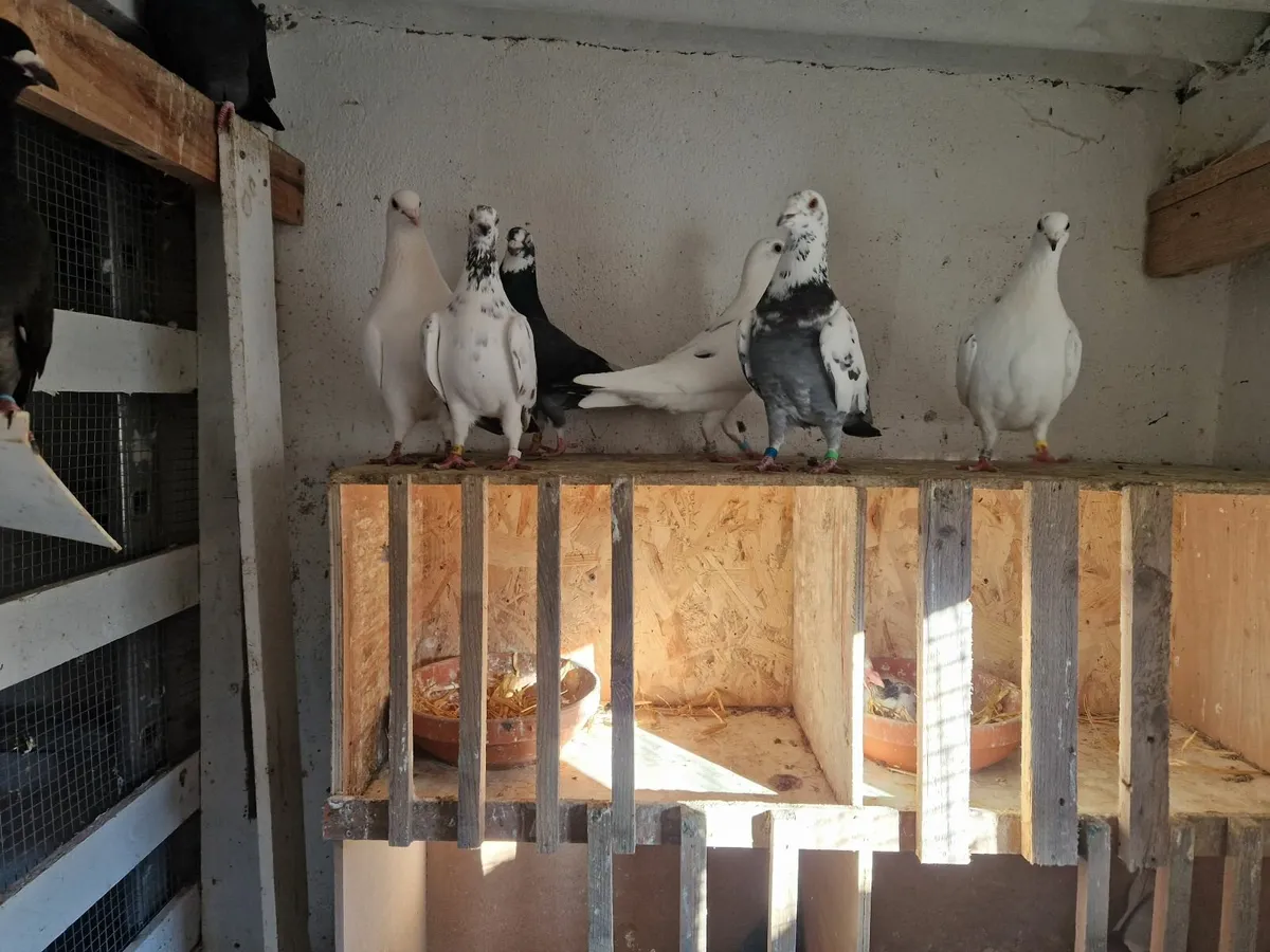 Pigeons - Image 3