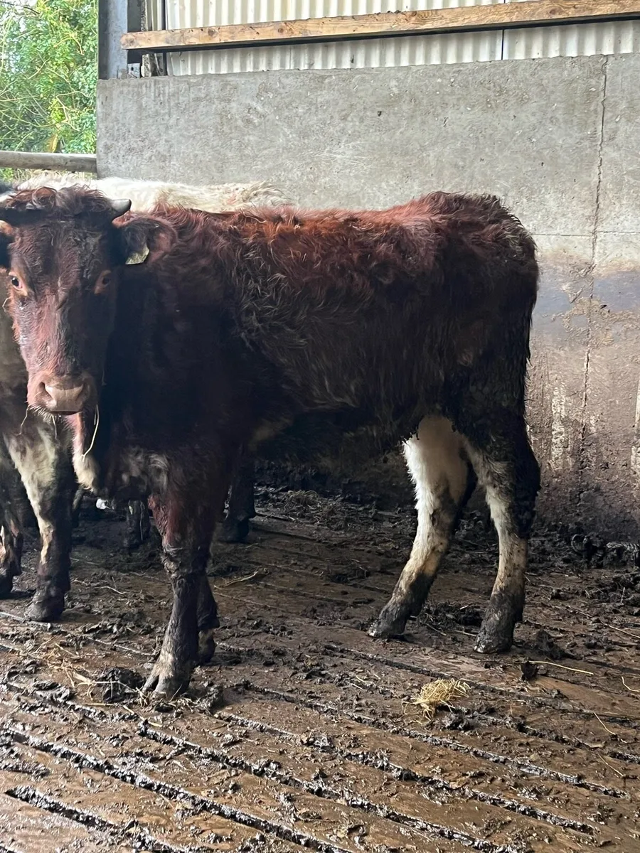 🔥🔥LOVELY ROAN SPRINGER🔥🔥 - Image 1