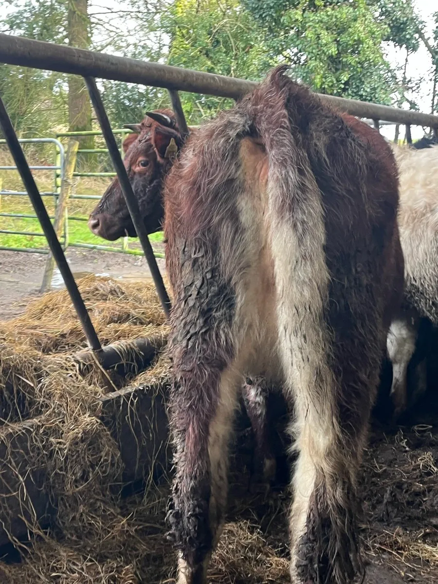 🔥🔥LOVELY ROAN SPRINGER🔥🔥 - Image 2